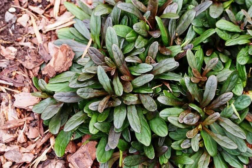 entretien bugle rampante en pot