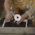 Bouturer l'Arbre à papillons en vidéo