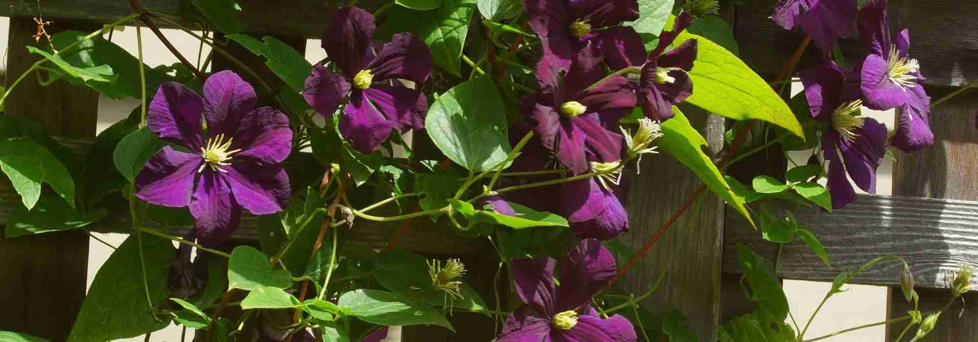 Plante grimpante : les différents systèmes d’accroche