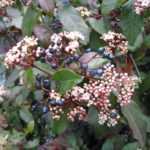 Les maladies et parasites du laurier tin