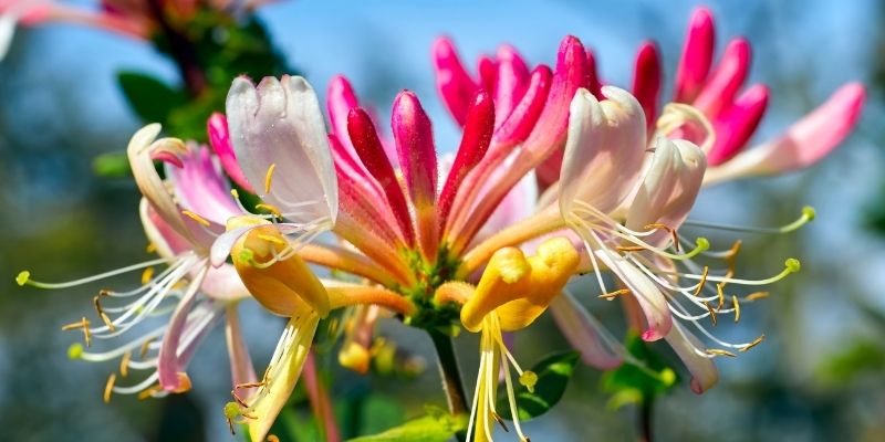 fleur chèvrefeuille