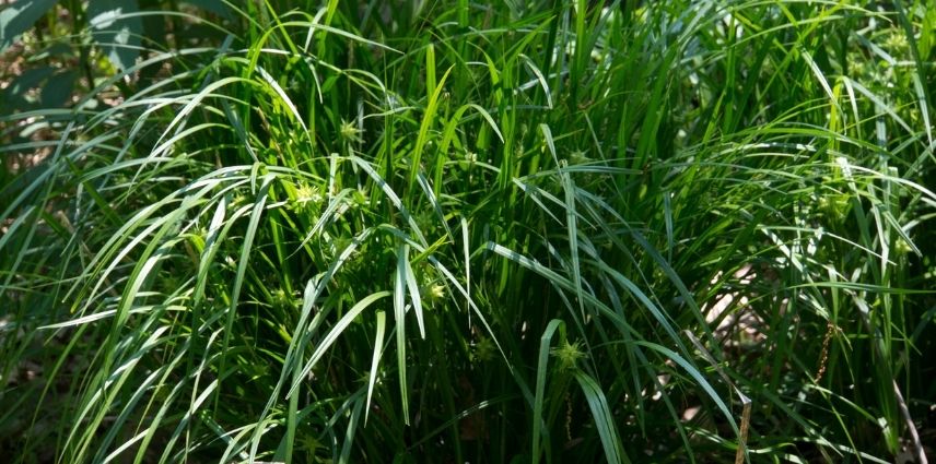 touffe de Carex Grayi 