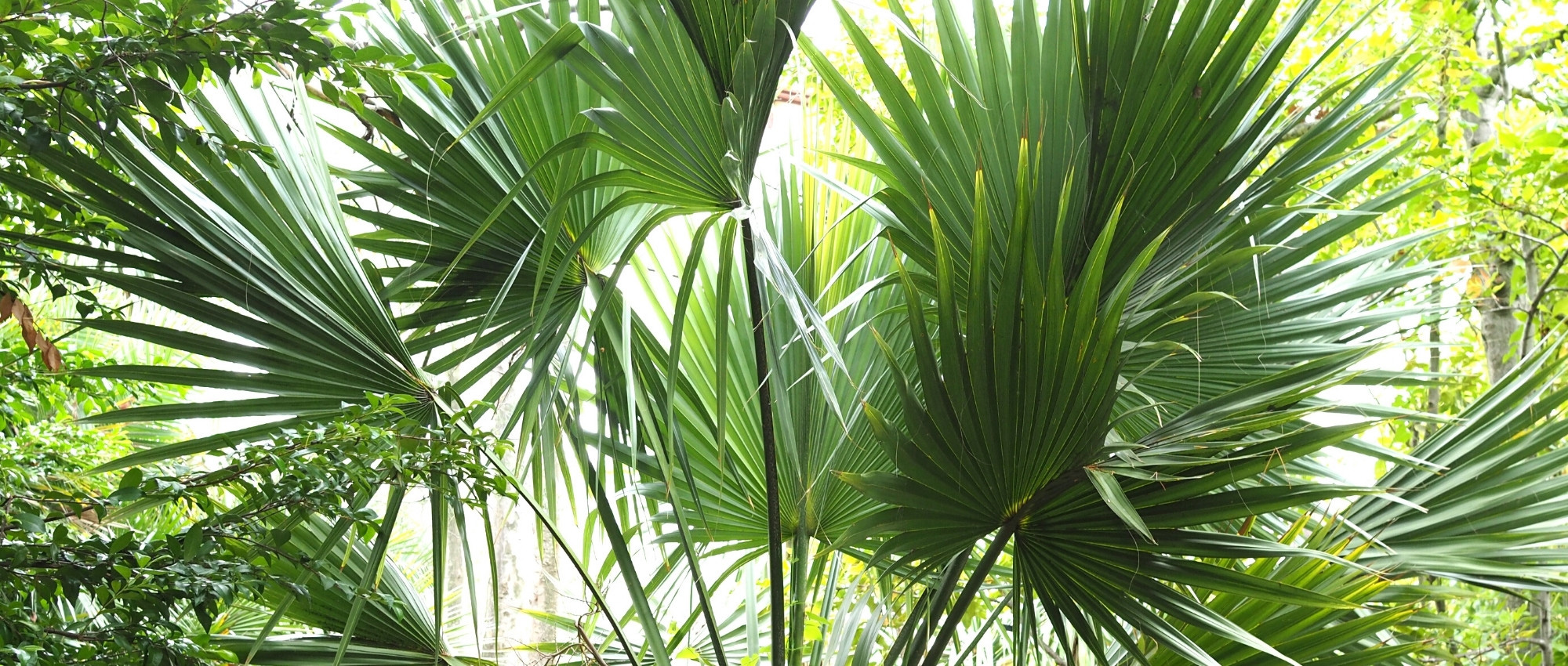 Sabal : planter, cultiver et entretenir