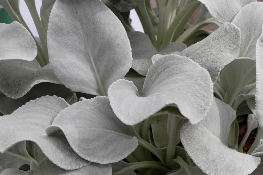 plantes doudous, feuillage doux, feuillage laineux, feuillage duveteux, feuillage grisé