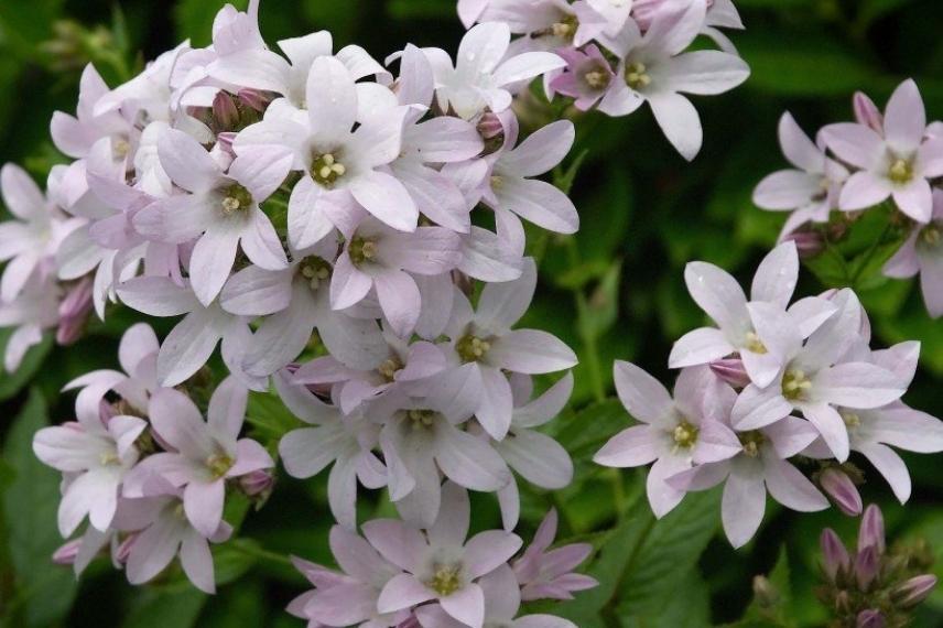 La floraison de la campanule lactiflora 'Loddon Anna'