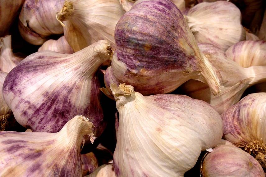 L’ail violet ‘Germidour’ (Allium sativum)