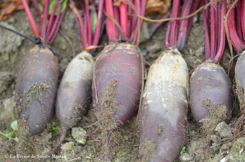 betterave Cylindra