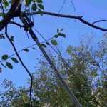 A quoi sert un échenilloir ?