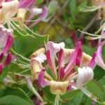 5 grimpantes qui n'abiment pas les murs