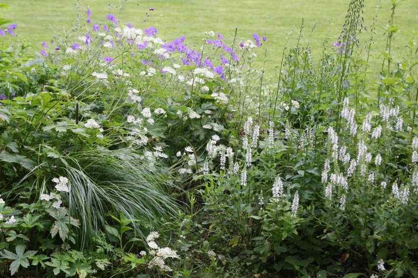plate-bande et massif d'astrances, grande astrance