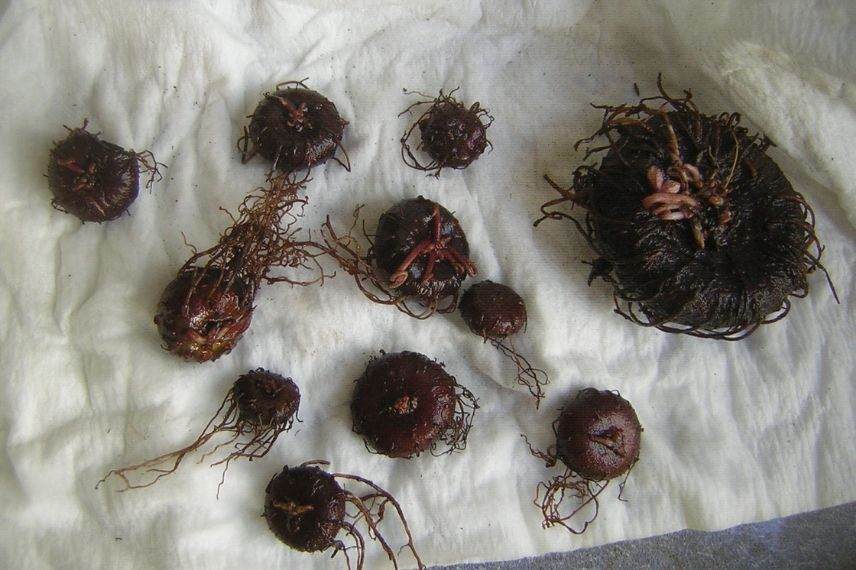 planter un bulbe de cyclamen de naples