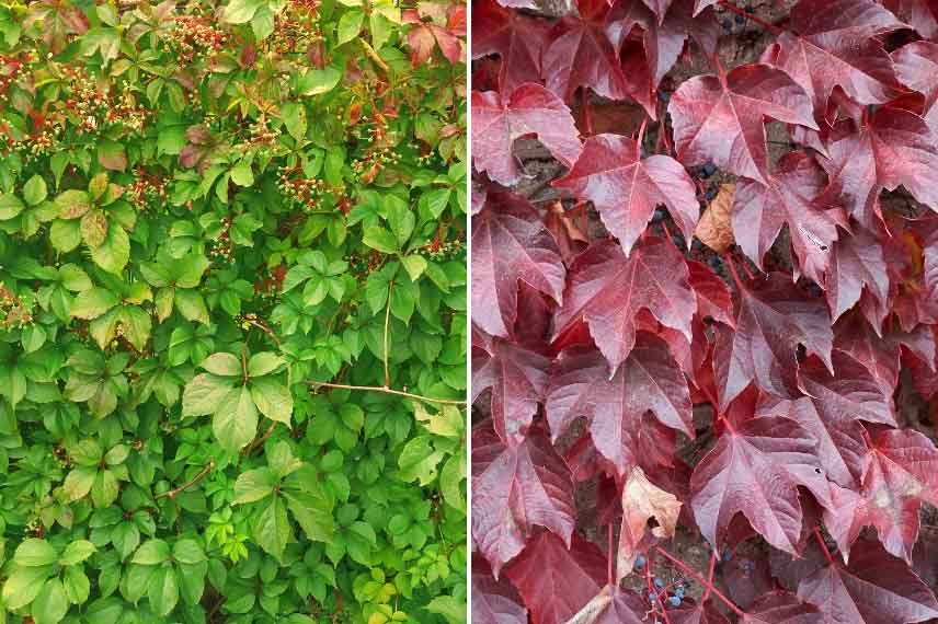 La Vigne vierge pousse sans arrosage