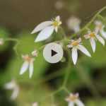 Le Saxifraga stolonifera : parfaite en rocaille humide et ombragée