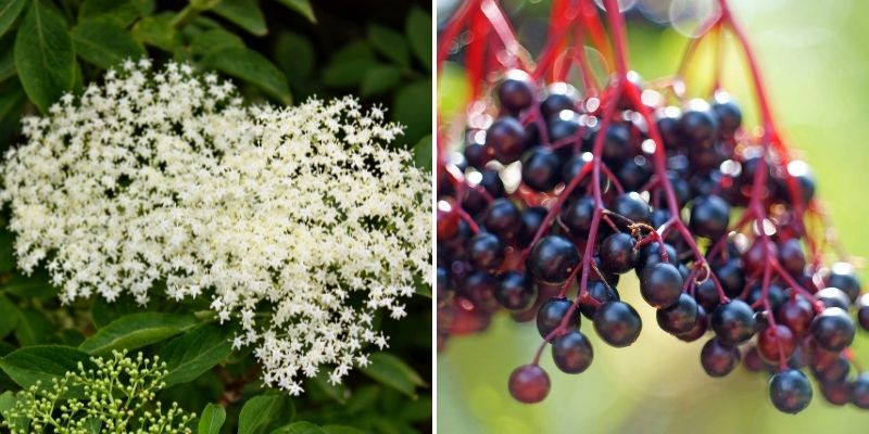 sambucus nigra, fleur et fruit de sureau noir, confiture