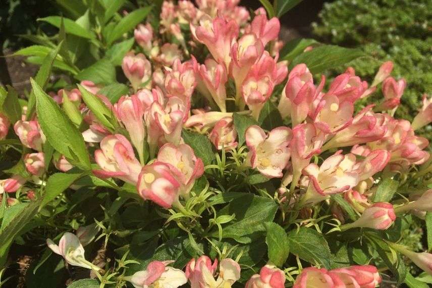 Weigélia en pot, weigela à fleurs rose et pêche