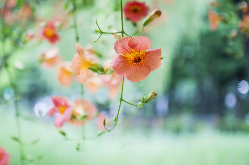 Faire une bouture de bignone