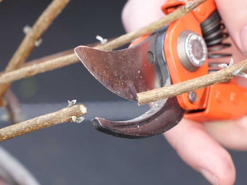 Conseils pour tailler un Caryopteris