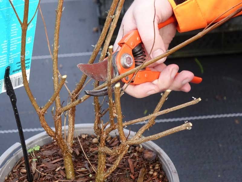 La taille du Caryopteris