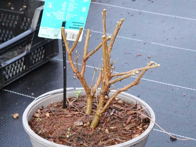 Tailler un Caryopteris