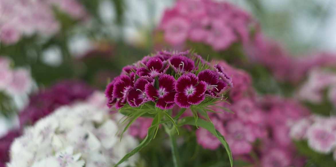 Dianthus barbatus, oeillet des poètes, oeillet barbu, bouquet parfait, jalousie plante,