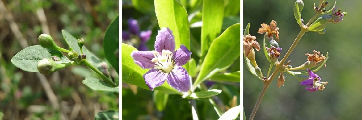 Lycium barbarum - Lyciet de Barbarie