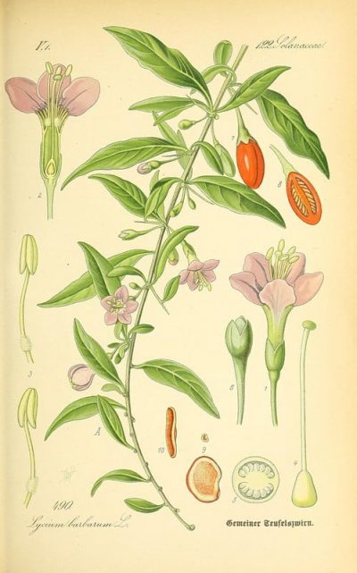 Lycium barbarum - Lyciet de Barbarie