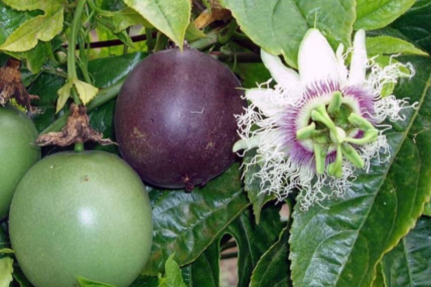 Passiflora eludis