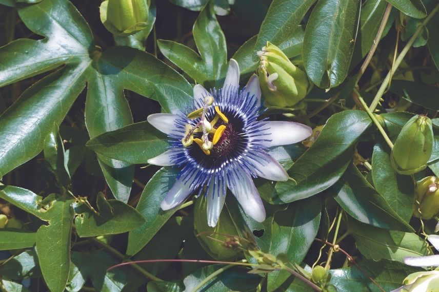 Passiflora Damsel's Delight 