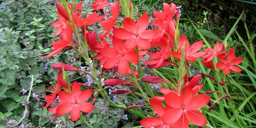 La floraison du Lis des Cafres