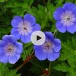 Le Geranium 'Rozanne' : La grande vedette des jardins