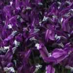 Forcer des Iris reticulata