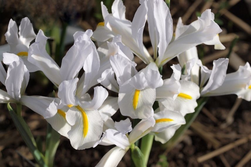 plus beaux iris réticulés, iris réticulé blanc