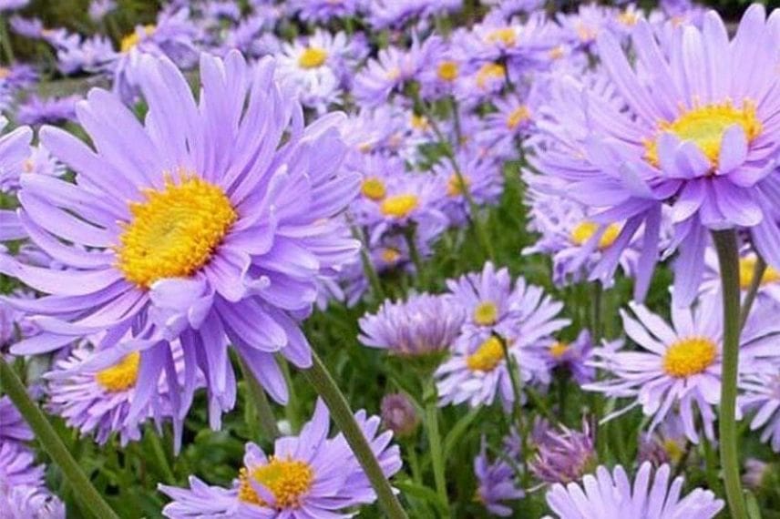Aster alpinus Goliath résistant à la sécheresse