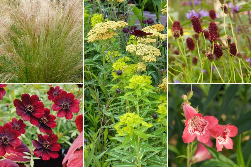 Euphorbes pour massif : Euphorbia schillingii