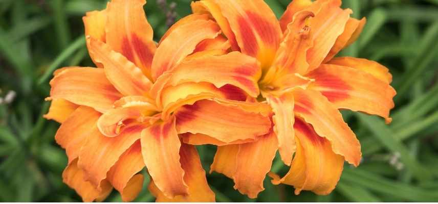 Hemerocalle orange, Hemerocallis orange