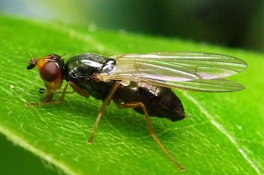 La mouche de la carotte