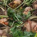 Plante fourragère : 5 légumes pour les animaux