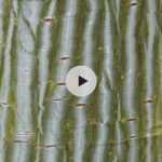 L'Erable du Père David : une écorce remarquable