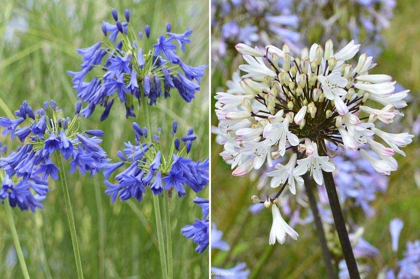 Agapanthes rustiques