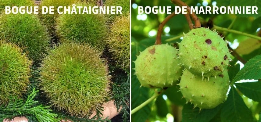 Bogues de châtaignier et de marronnier