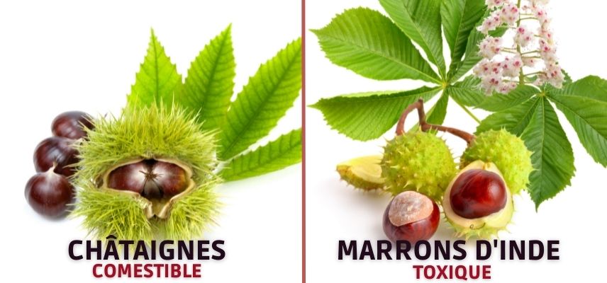 châtaignes comestibles et marrons toxiques