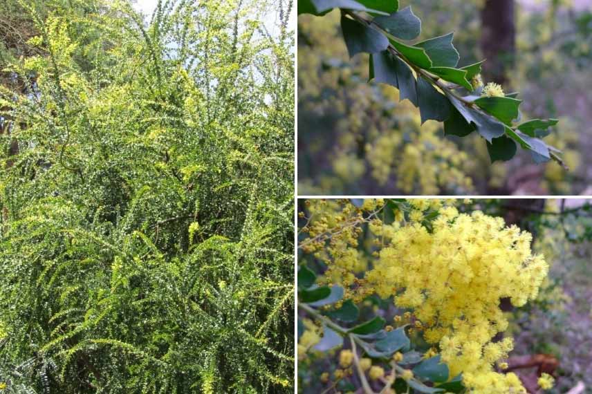Variété de Mimosa rustique pour la côte Atlantique
