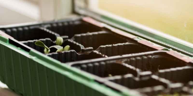 semer la gaillarde, semis de gaillarde