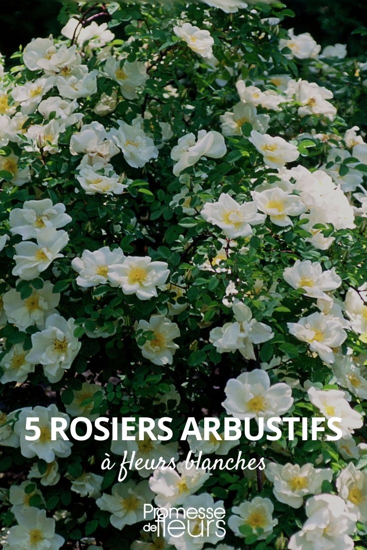 rosier arbustif fleurs blanches