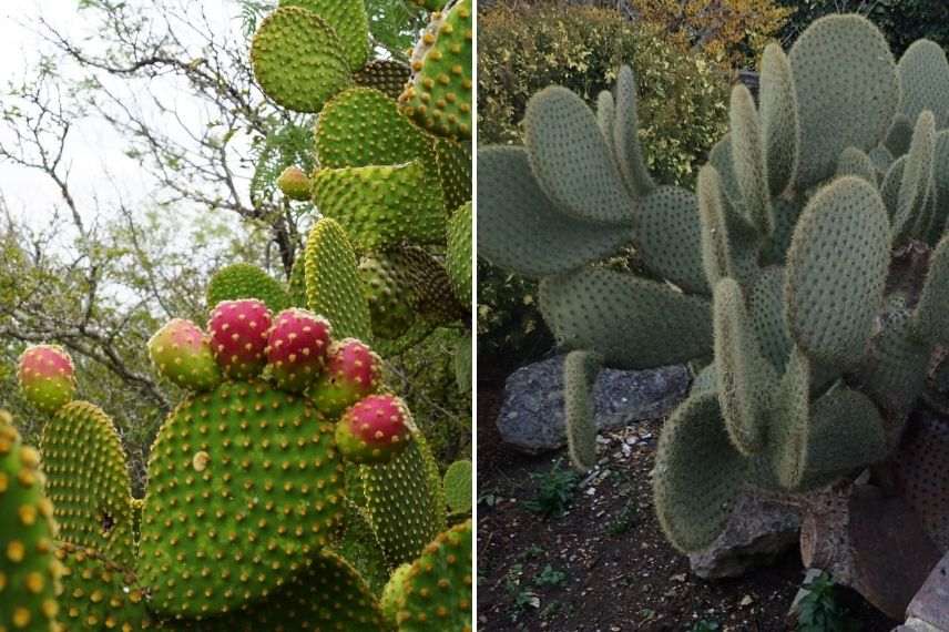 opuntia