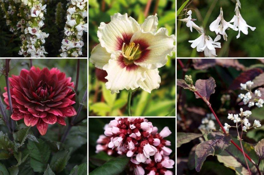 Hémérocalle blanche