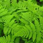 Gymnocarpium : planter, cultiver et entretenir