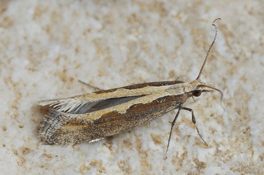Plutella xylostella