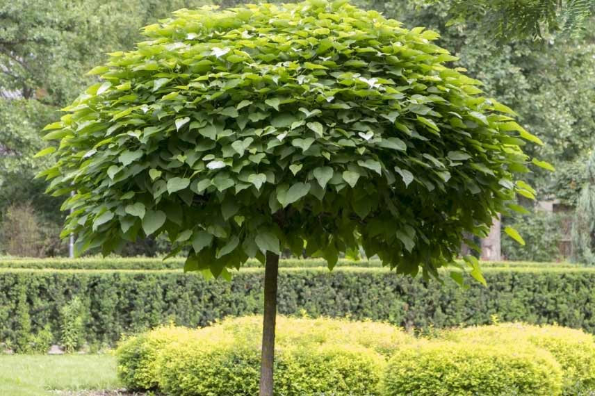 Le catalpa forme un véritable parasol