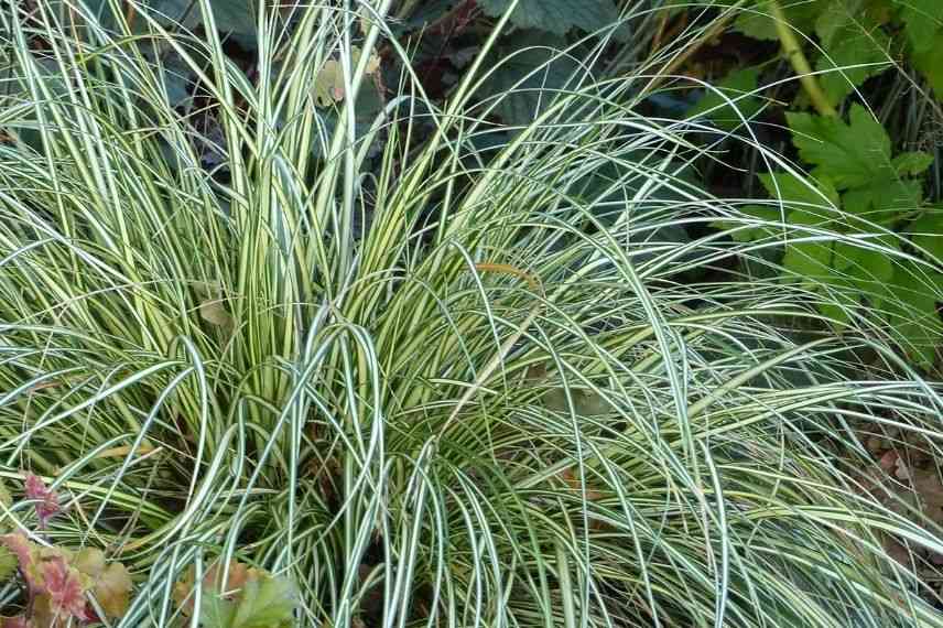 feuillage carex evergold